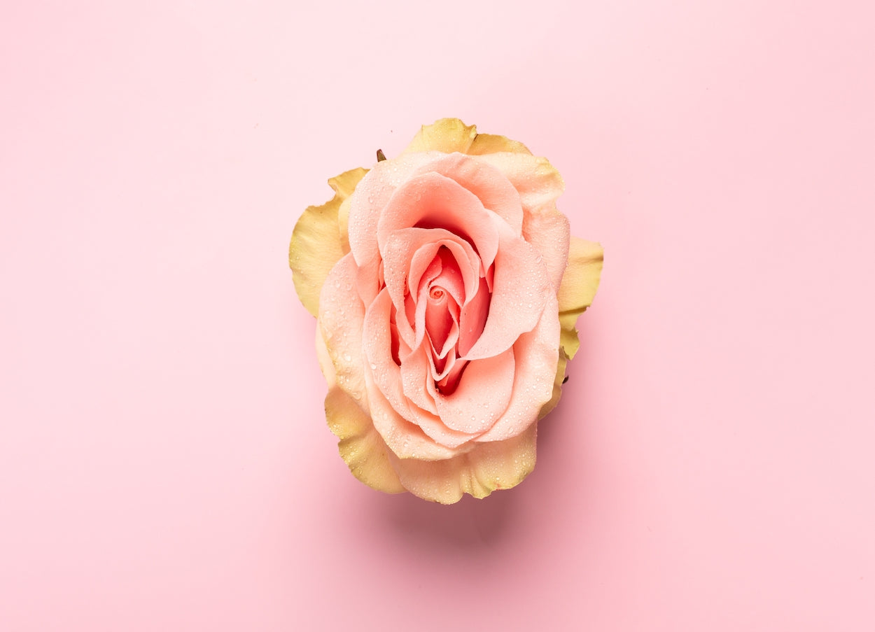 Aufgehende rosane Rose